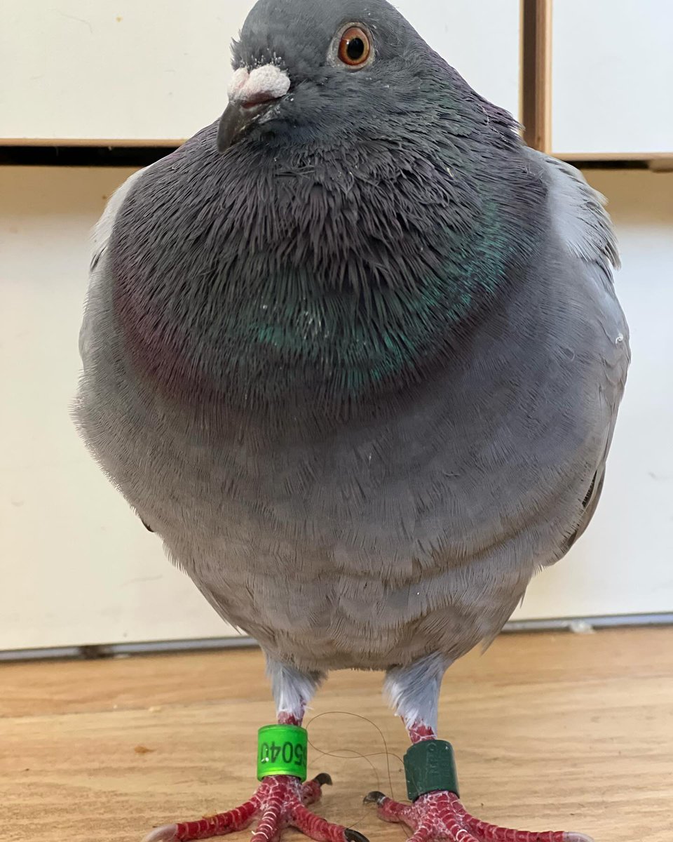 dennismons's tweet photo. Er is een duivenmelker aan het einde van mijn straat, en het is zo prachtig te zien uit mijn kantoortjeraam hoe die birbs eerst cirkelen voordat ze neer strijken #rustgevend.
Verklaart ook waar Bob vandaan kwam om een paar dagen op rij het voer van Allball op te vreten. https://t.co/rebzxABywW