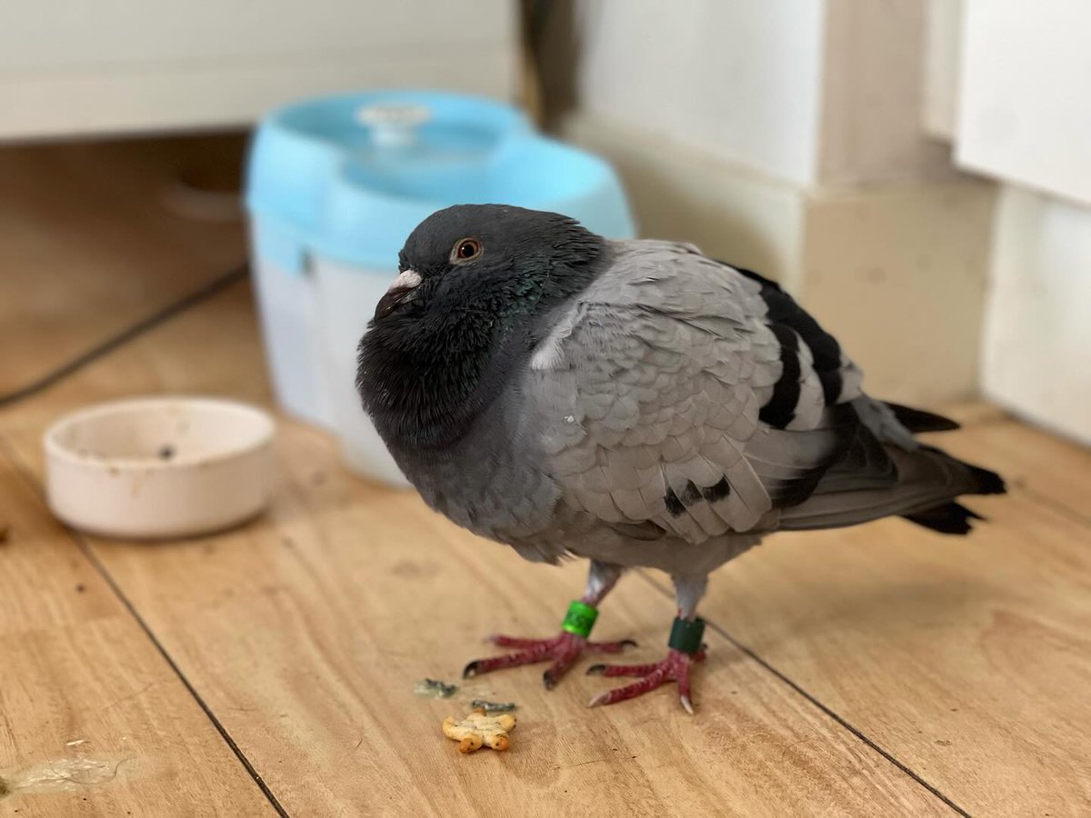 dennismons's tweet photo. Er is een duivenmelker aan het einde van mijn straat, en het is zo prachtig te zien uit mijn kantoortjeraam hoe die birbs eerst cirkelen voordat ze neer strijken #rustgevend.
Verklaart ook waar Bob vandaan kwam om een paar dagen op rij het voer van Allball op te vreten. https://t.co/rebzxABywW