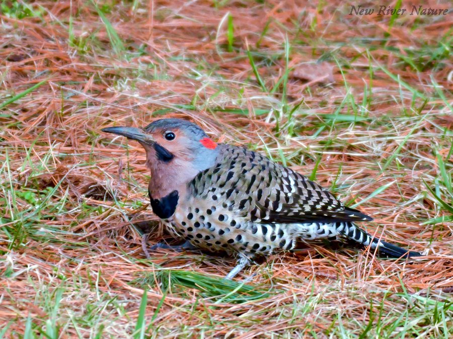 KerriFar's tweet photo. "Kindness should become the natural way of life,
not the exception." ― Buddha

#Birds #BirdTherapy #BirdPhotography #NorthernFlicker #NatureLovers #BirdLovers #NatureTherapy #NewRiverNature #NaturePhotography https://t.co/kLnRZeGCiC