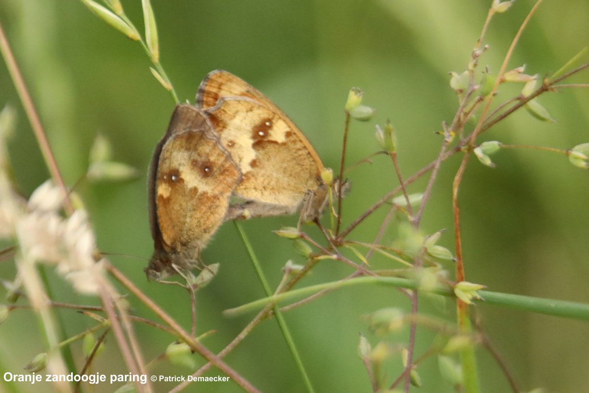 Natuurexplorati's tweet photo. #vlindermaand dag24 Oranje zandoogje, zeer algemene soort in onze duingraslanden #mykh. Onderscheid Bruin zandoogje, o.m. dubbelgekernd oog in top voorvleugel & oranje in bovenkant zowel voor- als achtervleugel. #insects #vlinders #butterflies #natuur #fauna #natuurdichtbij https://t.co/V5OPEI6ggR