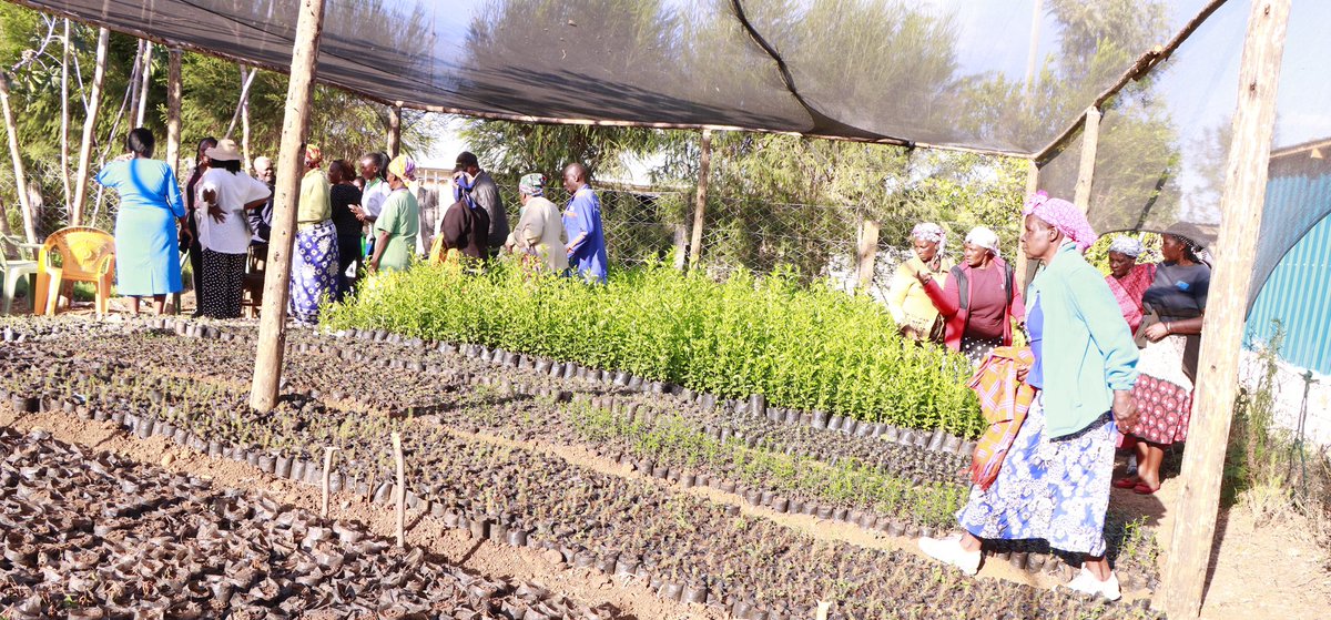 CIFOR-ICRAF (@cifor_icraf) on Twitter photo CIFOR-ICRAF & the <a href="/LaikipiaMENWAR/">Laikipia County -Department of Water & Environment</a> launched transformative projects in Tigithi, Thingithu & Umande wards under the #UKPACT-supported #NatureBasedSolutions initiative.
Key highlights:
✅ 5 farm ponds (276–540m³)
✅ 300+ farmers trained
✅ 1,650 trees planted
ℹ️: About the CIFOR-ICRAF & the <a href="/LaikipiaMENWAR/">Laikipia County -Department of Water & Environment</a> launched transformative projects in Tigithi, Thingithu & Umande wards under the #UKPACT-supported #NatureBasedSolutions initiative.
Key highlights:
✅ 5 farm ponds (276–540m³)
✅ 300+ farmers trained
✅ 1,650 trees planted
ℹ️: About the