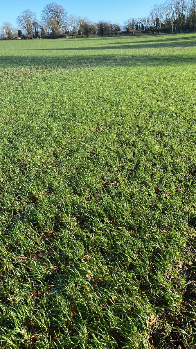 Intergal soaking up the sun after the frost <a href="/John_Dunne_/">John Dunne</a> <a href="/DonieFitz/">Donal Fitzgerald</a> <a href="/olliecarter35/">Oliver Carter</a>