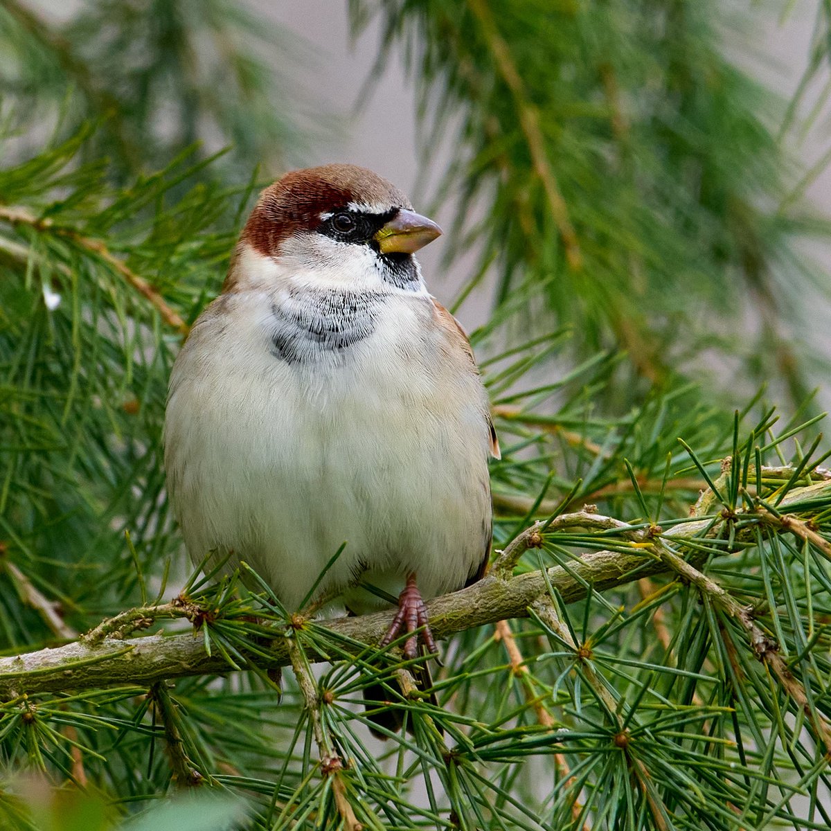 paul hayes tweet media