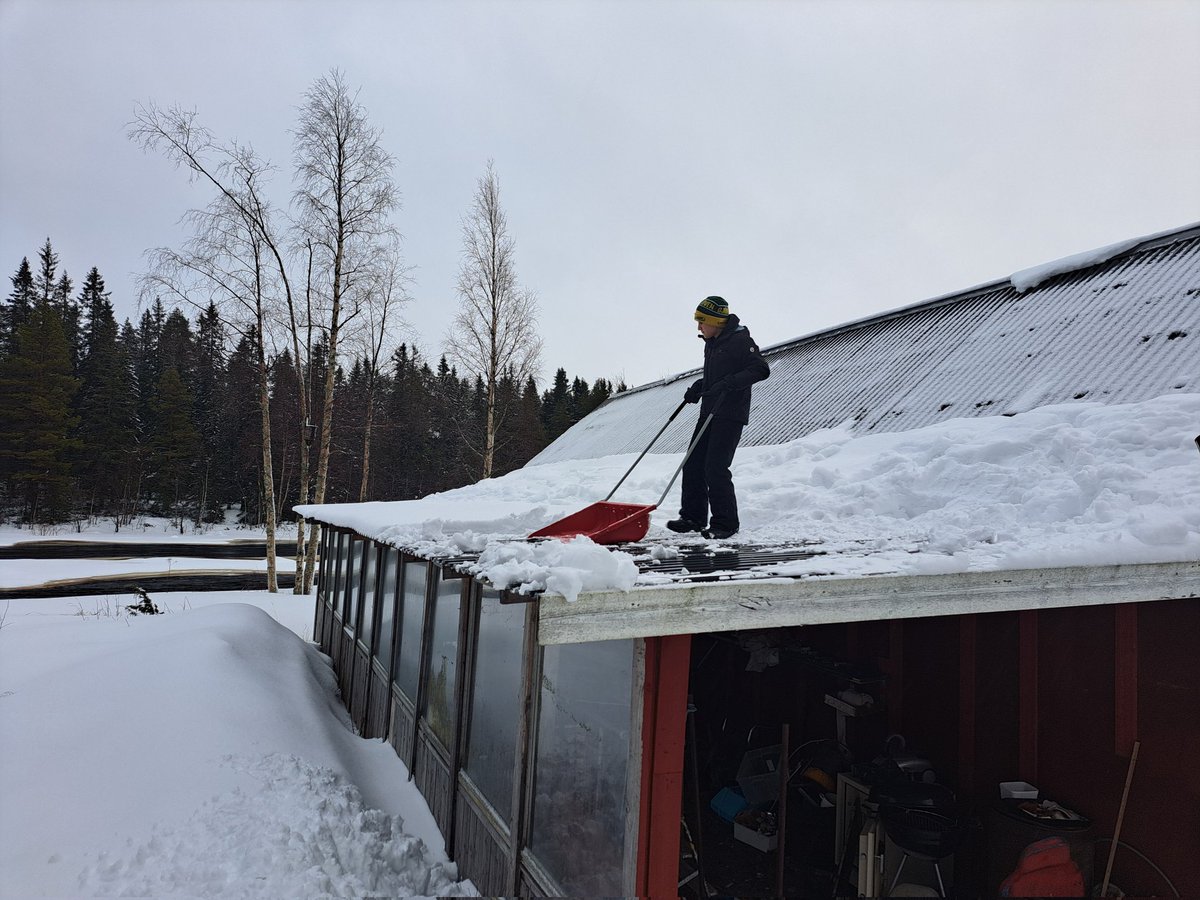 PerEdberg1's tweet photo. Skickade upp 11yo på ett av taken i stugan för att skotta bort blöt, tung snö. Barnen måste lära sig förtjäna sin månadspeng och övriga förmåner. #barnarbete #jobba #kämpa https://t.co/vTYKLCkSLL