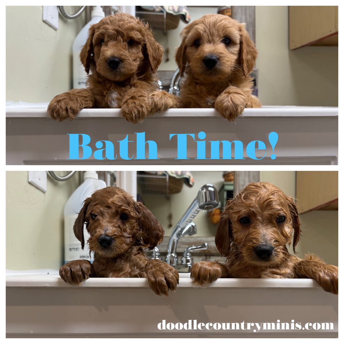 MiniDoodles2's tweet photo. It’s Puppy Pick Day! 
Teeter’s and Leia’s mini golden doodles get to go home today! 
Reach out to come meet them!
https://t.co/8Z6naitVpU
765-605-0737 (call or text) 
angie@doodlecountryminis.com
#minigoldendoodle #goldendoodle #f1bminigoldendoodle #f1minigoldendoodle https://t.co/SgzC6U1grj