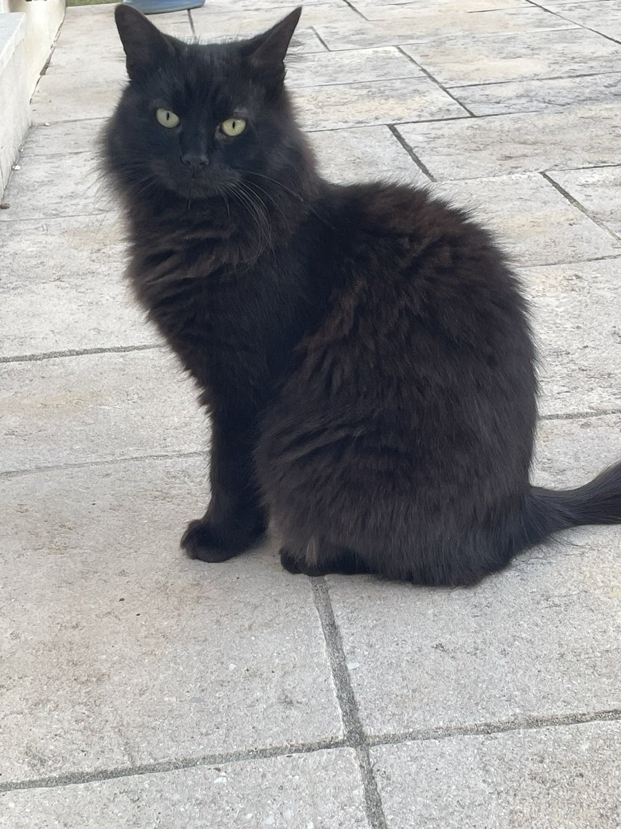 pasit30's tweet photo. @SimonsCat Happy fluffy #Caturday with Margot…😉 https://t.co/G60hfNEUup