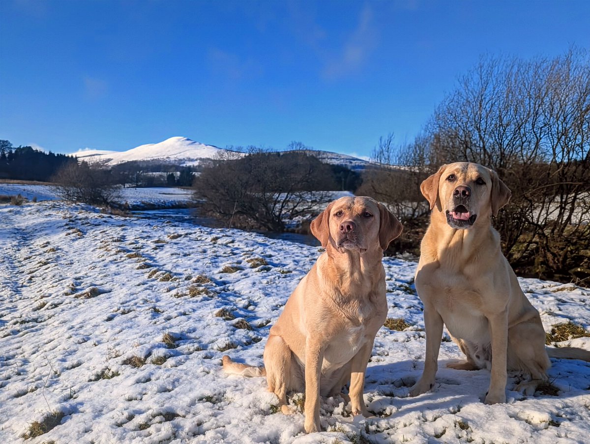 BertsLegacy's tweet photo. After Storm Eowyn brought a wee bit of a hoolie, today's weather took a brighter turn, with sunshine and a delightful flutter of snow 🌨️ 🌞 🐕 🐕 

#dogsoftwitter #dogs #dog #labrador