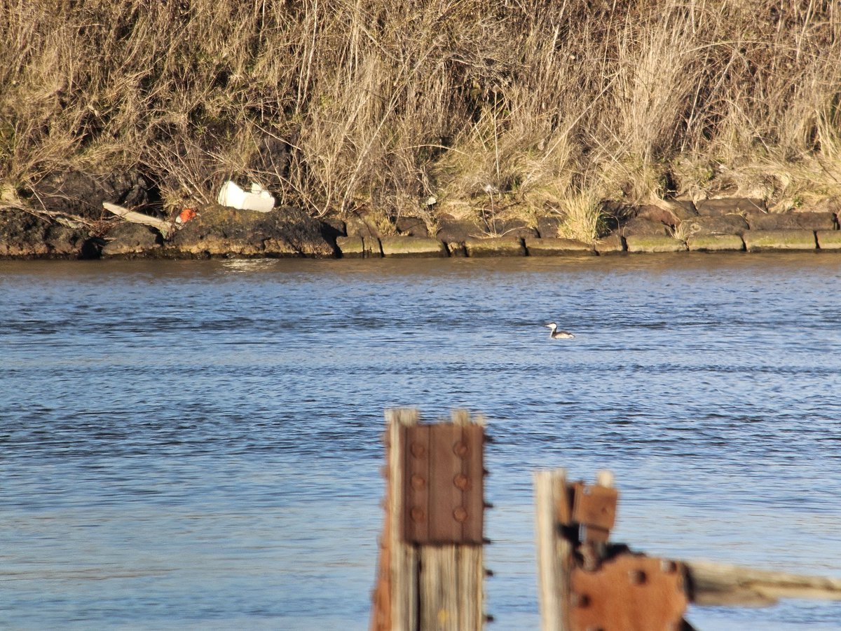 Slavonian Grebe again on Cavendish Dock (Barrow-in-Furness) also 7 Goldeneye, 3 Goosander, Red-breasted Merganser, Great Crested Grebe and 93 Redshank #CumbriaBirds
