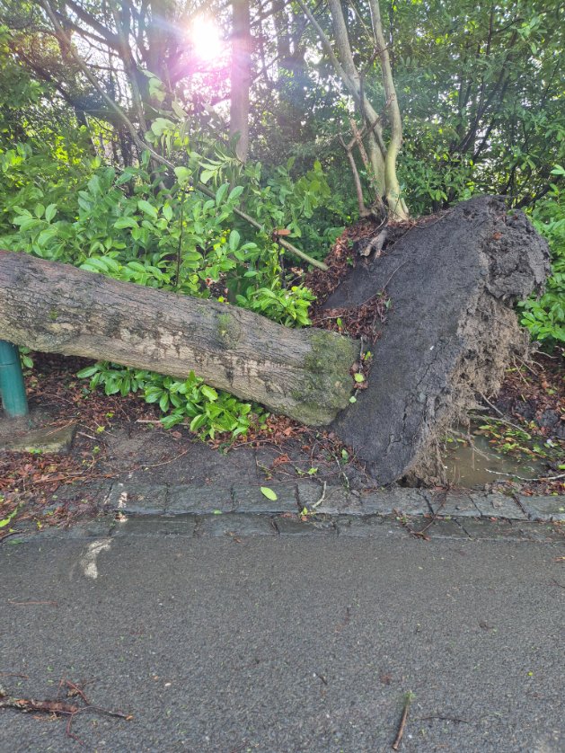 Corstorphine Hill after #StormÉowyn #Edinburgh