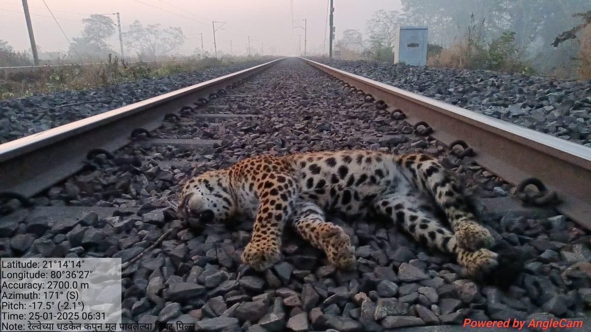 Vijay Pinjarkar (@vijayp091) on Twitter photo The killer tracks: Close on the heels of a #tiger hit by speeding train on #SECR tracks early this week, one more big cat died in a hit near Salekasa in Gondia forest division. <a href="/byadavbjp/">Bhupender Yadav</a> <a href="/AshwiniVaishnaw/">Ashwini Vaishnaw</a> <a href="/GMSECR/">General Manager SECR</a> <a href="/ntca_india/">National Tiger Conservation Authority</a> <a href="/moefcc/">MoEF&CC</a> <a href="/MahaForest/">Maha Forest Official</a> <a href="/RoadkillsIndia/">Roadkills India</a> <a href="/MilindPariwakam/">Milind Pariwakam 🇮🇳🐅🐕🦺🦮🏊🚴🏃</a> The killer tracks: Close on the heels of a #tiger hit by speeding train on #SECR tracks early this week, one more big cat died in a hit near Salekasa in Gondia forest division. <a href="/byadavbjp/">Bhupender Yadav</a> <a href="/AshwiniVaishnaw/">Ashwini Vaishnaw</a> <a href="/GMSECR/">General Manager SECR</a> <a href="/ntca_india/">National Tiger Conservation Authority</a> <a href="/moefcc/">MoEF&CC</a> <a href="/MahaForest/">Maha Forest Official</a> <a href="/RoadkillsIndia/">Roadkills India</a> <a href="/MilindPariwakam/">Milind Pariwakam 🇮🇳🐅🐕🦺🦮🏊🚴🏃</a>