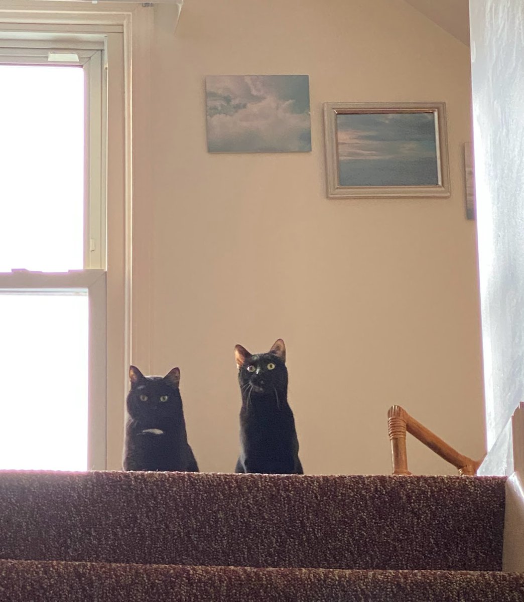 CharlieBlackCa1's tweet photo. We see you human, so move along now. There's no need to be concerned about what we're doing but since you're so nosey, we're are practicing telling each other Robert Burn's poems to share with our friends at the #HWCafe today. Now skedaddle! 😹😹 #Caturday https://t.co/lXq985AIOZ
