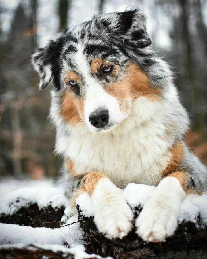 AusShepherdClub's tweet photo. Lost my boy today, 19 years old. I'm broken and hurting so bad.😥😭 https://t.co/HEhFCuqoEI