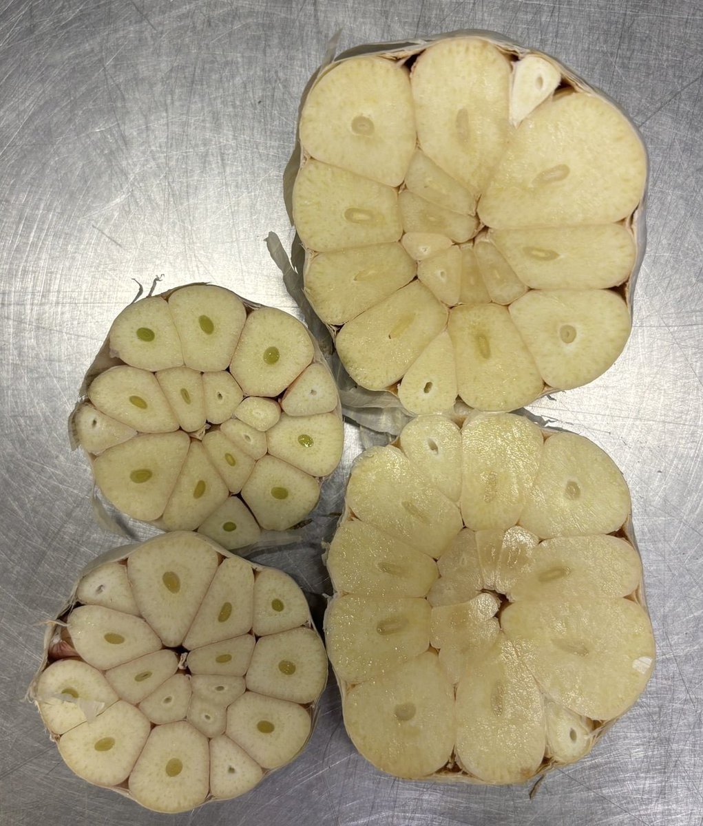 We will sell through the last of the Chinese garlic (smaller one) and move over to the larger Spanish. The price is the same but much better for prep (and better tasting) <a href="/ThePigGuide/">ThePrandialPlayground</a>