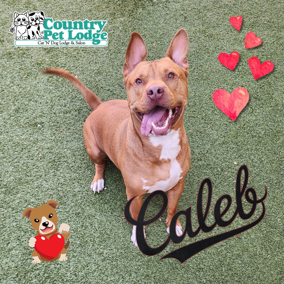 CountryPetLodge's tweet image. Saturday vibes brought to you by Caleb, our handsome Pit Bull guest, serving up smiles and sunshine in the play yard! 🌞🐾 With his tongue hanging out &amp;amp; those adorable puppy-dog eyes, he’s got us all saying, 'Who’s a good boy?' 💙✨ #Caleb #PitBullPower #CountryPetLodge