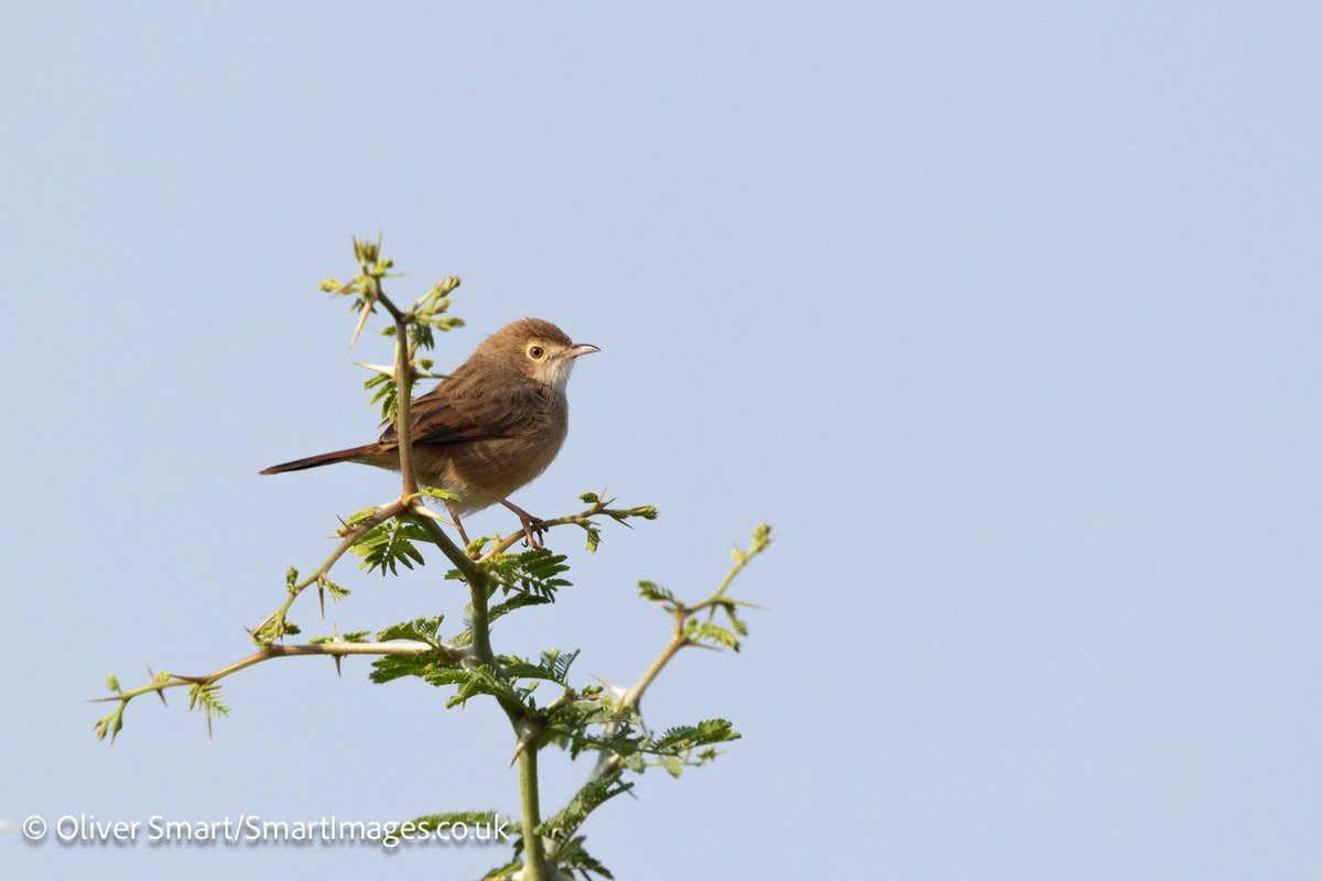 smartwildlife's tweet photo. Lovely start to my annual photography tour to Gambia with @naturetrektours. Early light ideal for backlit photography with Whimbrel &amp; then usual suspects Yellow-billed Kite and Senegal Parrot but a lifer for me in Rufous Cisticola! https://t.co/X7HNgos4RS
