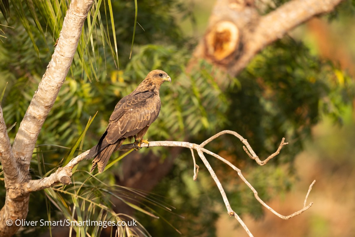 smartwildlife's tweet photo. Lovely start to my annual photography tour to Gambia with @naturetrektours. Early light ideal for backlit photography with Whimbrel &amp; then usual suspects Yellow-billed Kite and Senegal Parrot but a lifer for me in Rufous Cisticola! https://t.co/X7HNgos4RS