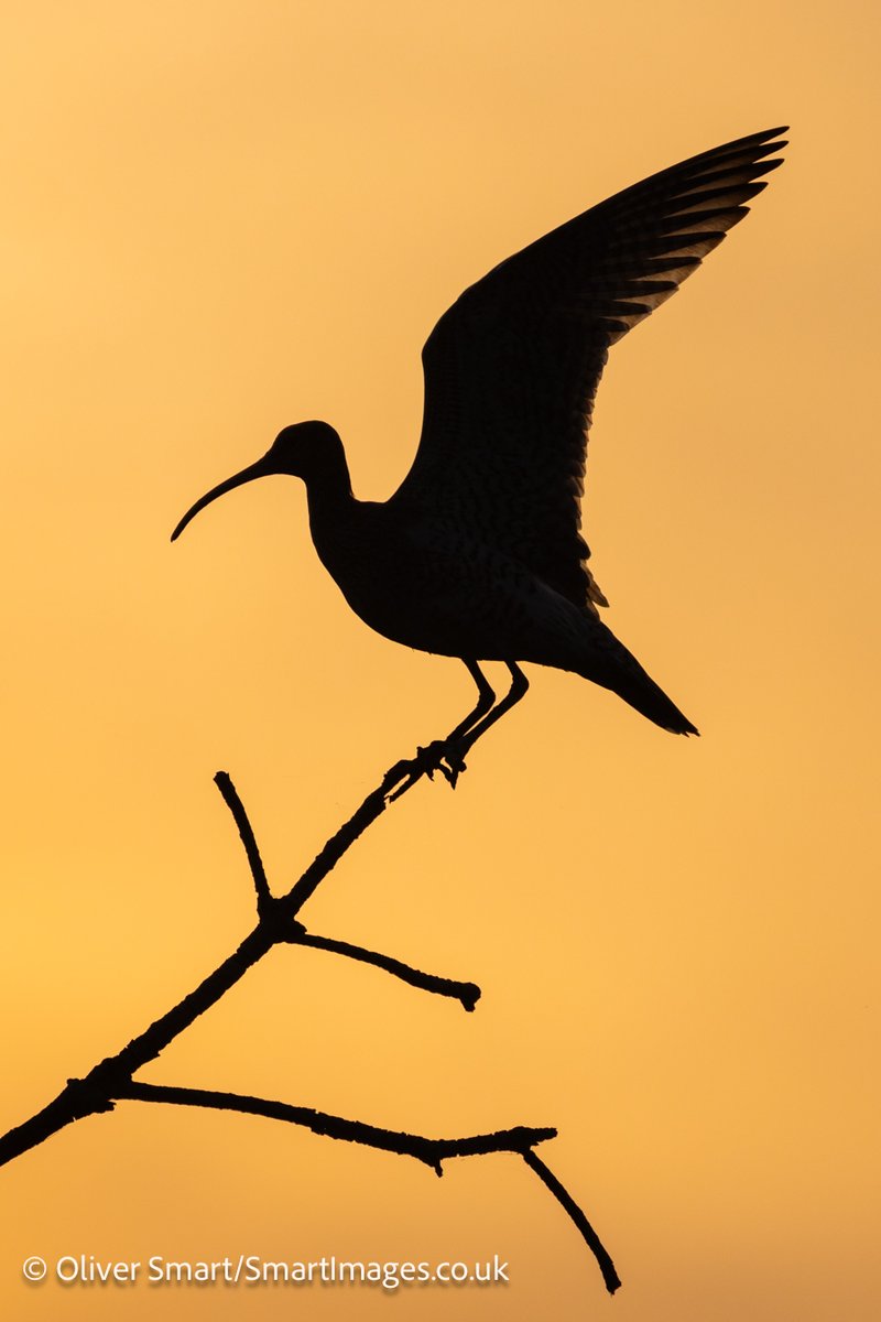 smartwildlife's tweet photo. Lovely start to my annual photography tour to Gambia with @naturetrektours. Early light ideal for backlit photography with Whimbrel &amp; then usual suspects Yellow-billed Kite and Senegal Parrot but a lifer for me in Rufous Cisticola! https://t.co/X7HNgos4RS