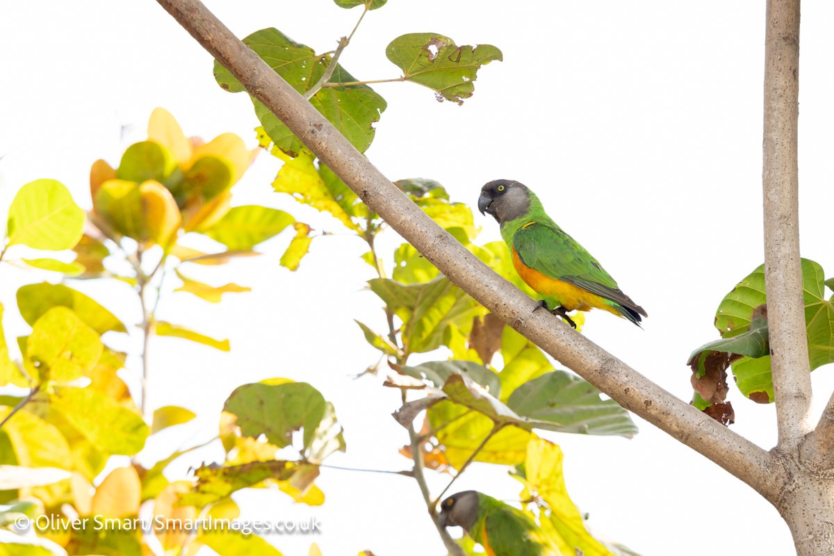 smartwildlife's tweet photo. Lovely start to my annual photography tour to Gambia with @naturetrektours. Early light ideal for backlit photography with Whimbrel &amp; then usual suspects Yellow-billed Kite and Senegal Parrot but a lifer for me in Rufous Cisticola! https://t.co/X7HNgos4RS