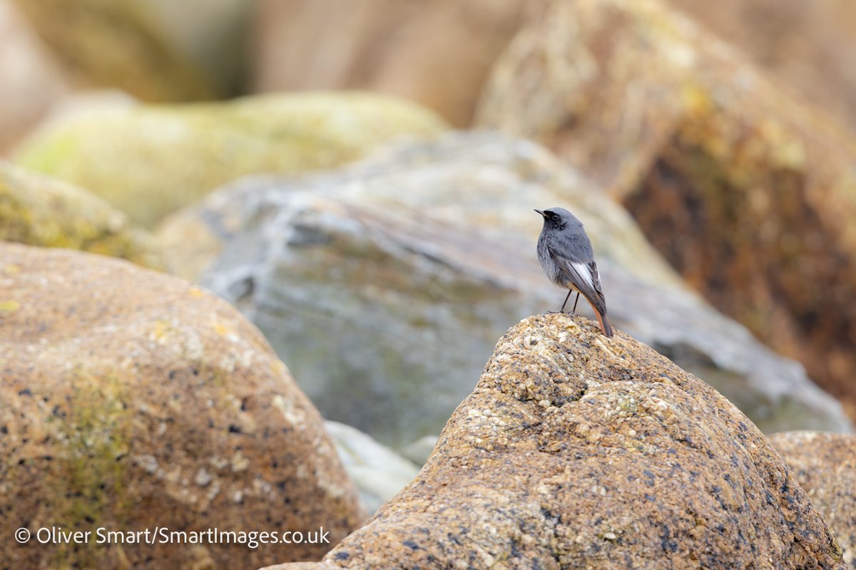 smartwildlife's tweet photo. A great birding day on 21st January with my first UK #BootedEagle in Cornwall along with only my second #BonapartesGull, Black Redstart and Long-tailed Duck. Thanks to @GriffinWildlife  for driving. Super fun day out with the cameras. https://t.co/BugmM1L2Xx