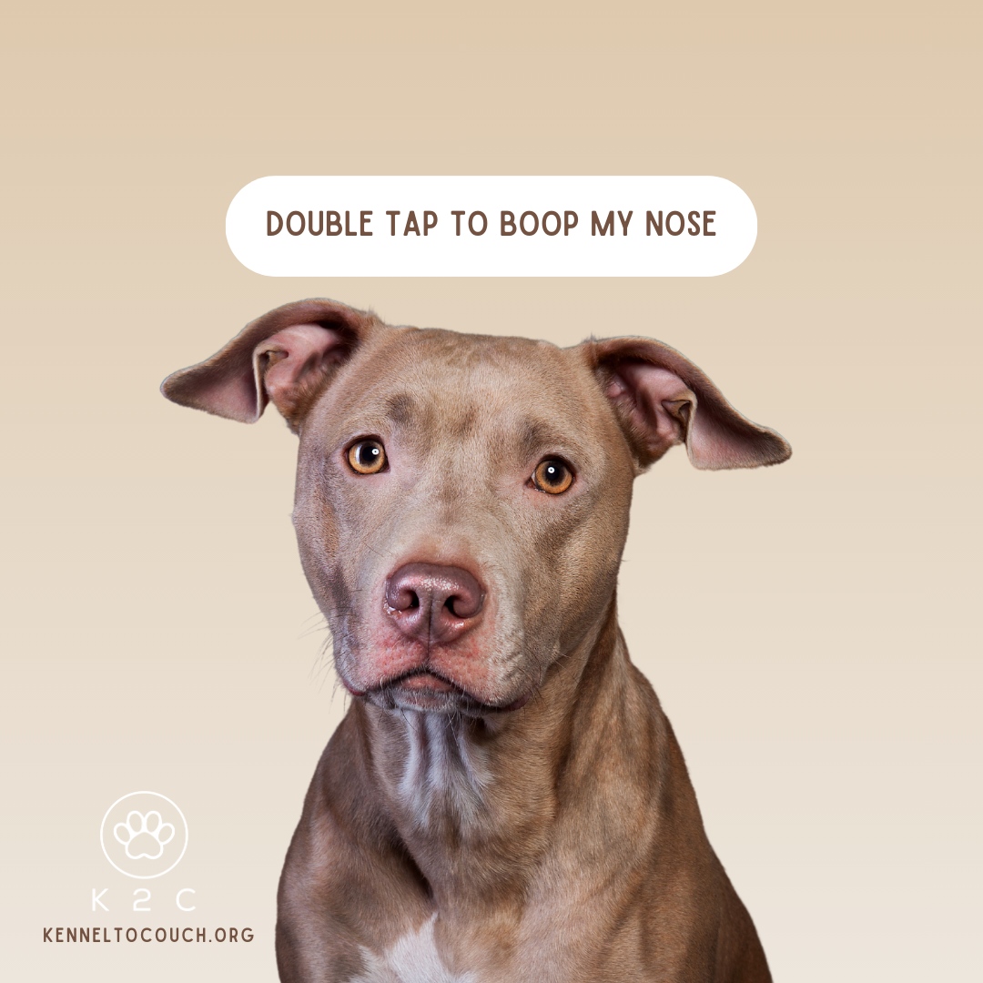 KenneltoCouch's tweet photo. This pibble is here to brighten your day! Double tap to boop and head on over to https://t.co/pKQ29G7T4E to learn more about pit bull advocacy and what you can do to help.
#kenneltocouch #pitbull #pitbullrescue #adoptdontshop #dogrescue #pitbulllivesmatter #rescuedog #adoptad... https://t.co/jjDO4DAboV