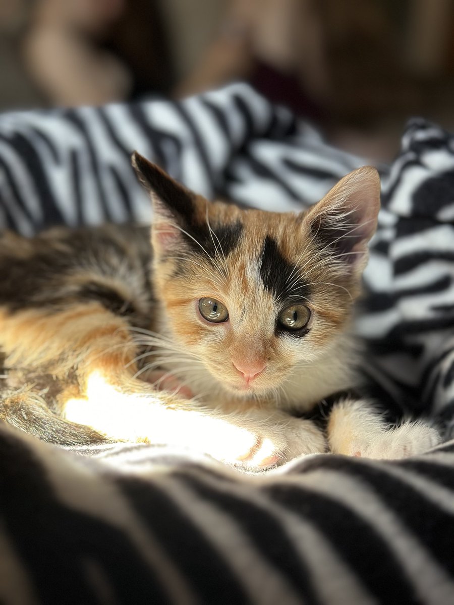 range_martha's tweet photo. @armandoaraiza Hermosa tu gatita!!! Mi gatita “Manchitas “ https://t.co/qruN1Trysr