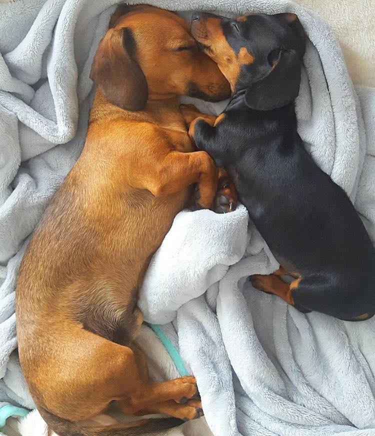 Salsichinhas tweet media