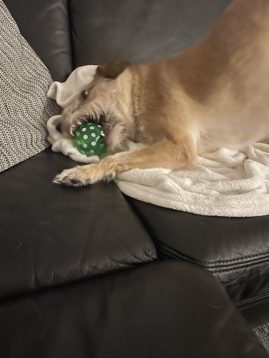 LeaTerrierherz's tweet photo. Endlich hab ich Balli wieder. Endlich wieder #Mumpitz mit Ball 🥳
*kullert den Ball unters Sofa
👩🦰: 🙄 https://t.co/V8ZcbkUm7p