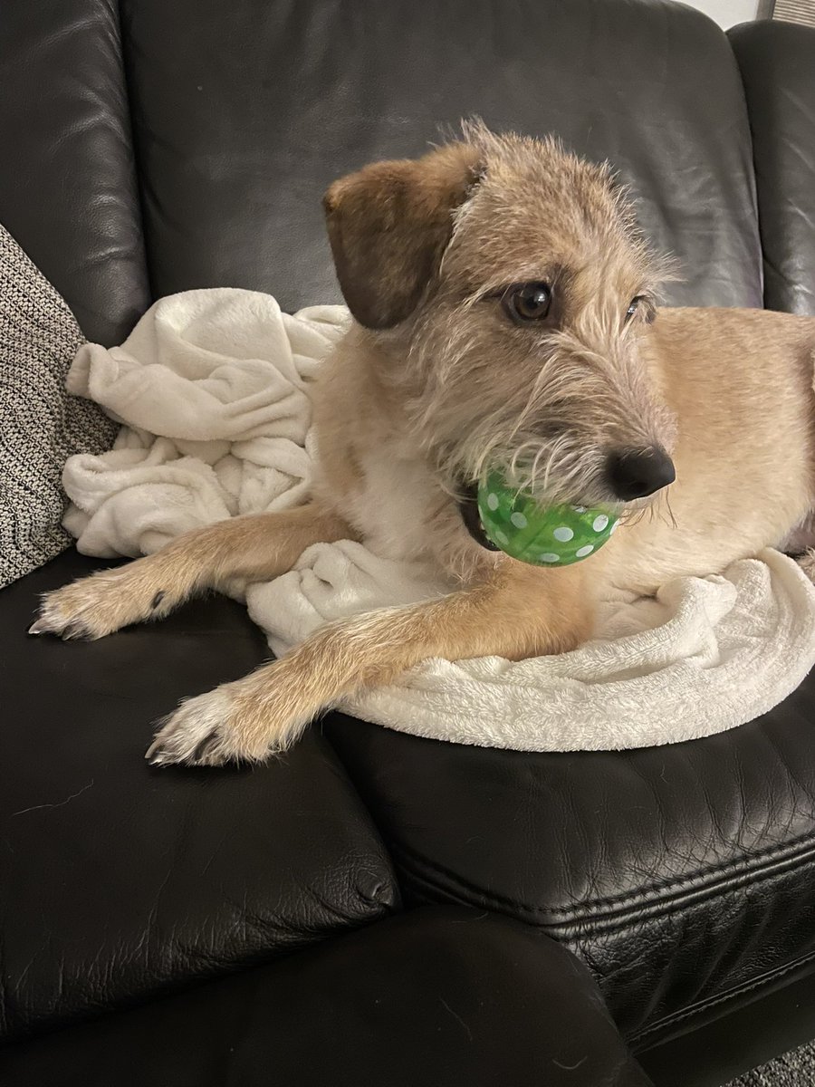 LeaTerrierherz's tweet photo. Endlich hab ich Balli wieder. Endlich wieder #Mumpitz mit Ball 🥳
*kullert den Ball unters Sofa
👩🦰: 🙄 https://t.co/V8ZcbkUm7p