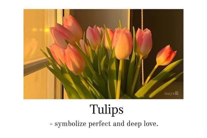 sunflowerchives's tweet photo. choose your flower✨ https://t.co/nKeFKp4DVd