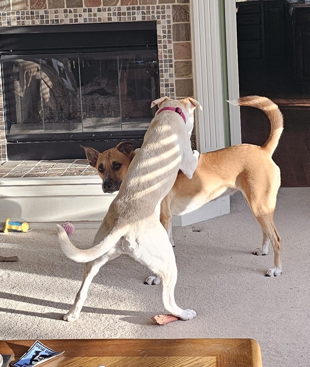 drnik46's tweet image. WWE Saturday Morning Slam #DailyRio #RubyRoo #RioAndRuby #Rhubarb