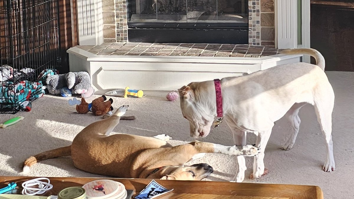 drnik46's tweet image. WWE Saturday Morning Slam #DailyRio #RubyRoo #RioAndRuby #Rhubarb