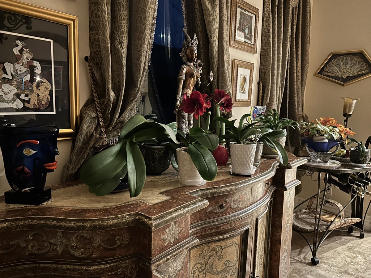 beverly_zim's tweet photo. Orchids getting spikes. They like this location and flower every year. https://t.co/qvxGhWA2YV