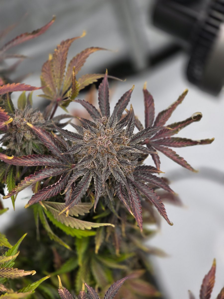 Eric - xJawlz (@xjawlz) on Twitter photo Appletizer 🪓Day 85🪓
Smells of sour apple candy. Grown all organic in a 3.9 gallon autopot with an airbase. Promix HP, Earthworm Castings and #GaiaGreen 444/284.
<a href="/MephistoGenetic/">MephistoGenetics</a> #NFSOT #FEPO #Artisanals #cannabis #homegrown #organic #autoflower #autopot Appletizer 🪓Day 85🪓
Smells of sour apple candy. Grown all organic in a 3.9 gallon autopot with an airbase. Promix HP, Earthworm Castings and #GaiaGreen 444/284.
<a href="/MephistoGenetic/">MephistoGenetics</a> #NFSOT #FEPO #Artisanals #cannabis #homegrown #organic #autoflower #autopot