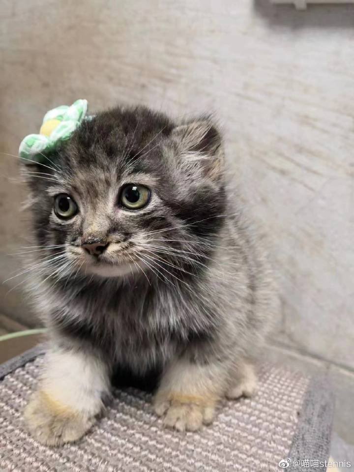 DailyMantle tweet media