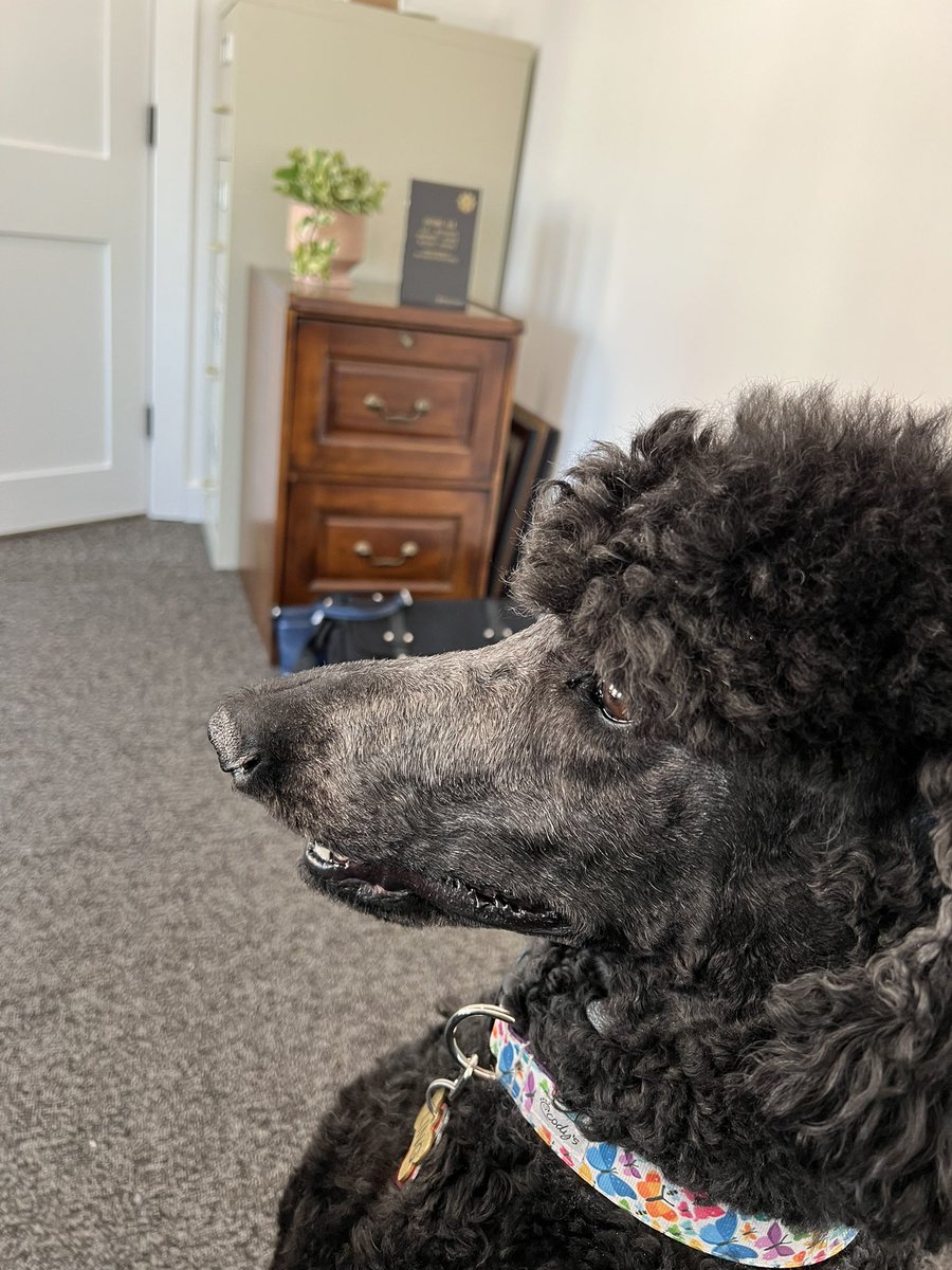 Emotional support poodle. First day on the job in the new office. Good boy Fling! #TaxTwitter