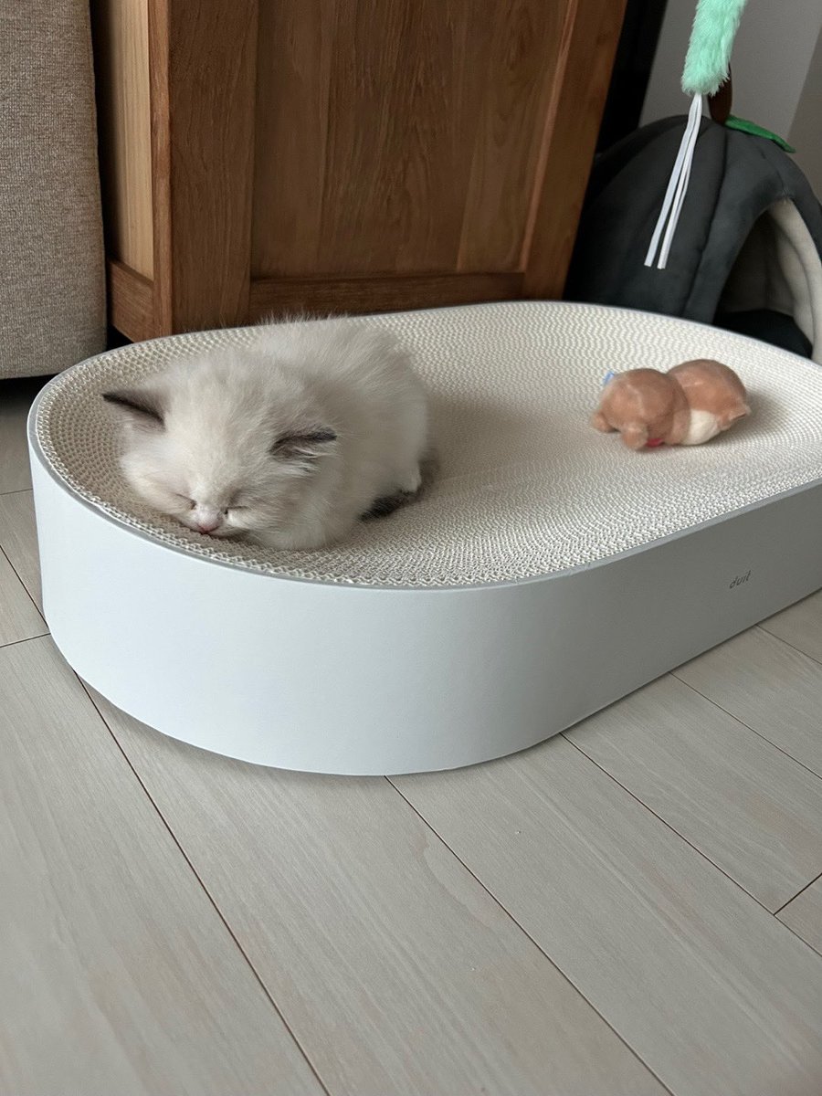 kamverse's tweet photo. kamden got a new kitten named dumpling 🥟 https://t.co/u02UO75GaA