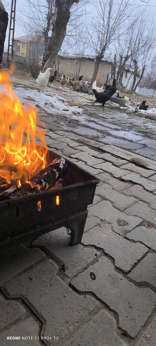 Meraklı tavuklar mangalı beklerken