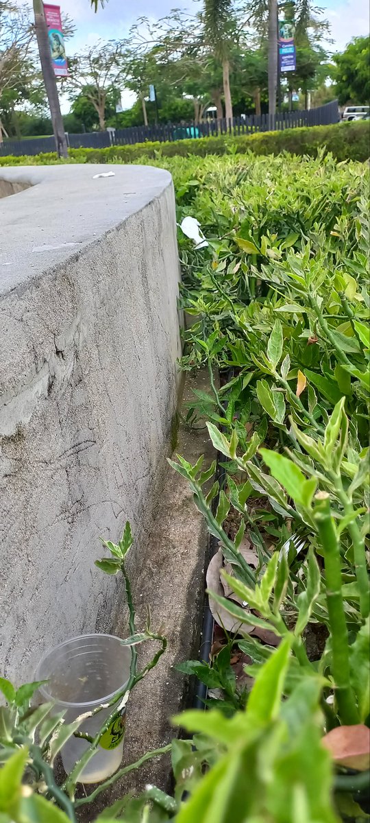 Mrs Lawyer tweet media