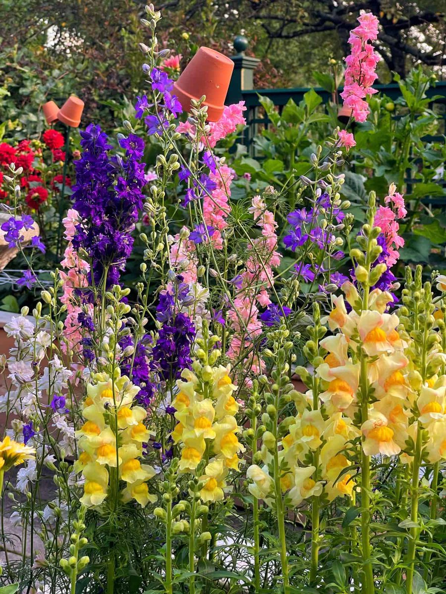 How to Train Your Snap Dragon #FlowersAndPlantsInMoviesOrSongs