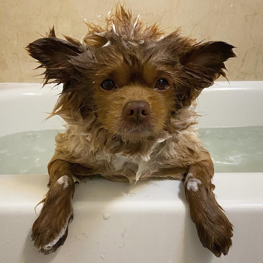 Cold showers build character. 

Looking like this builds empires. 

WOOFnigh!🐶