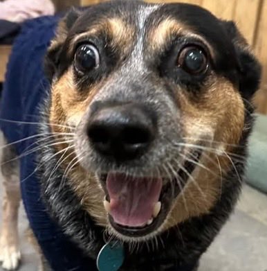 My brofur Louie says hims very colds today ands asked if hims could gets some boops to warm him ups 🥰 #furrytails