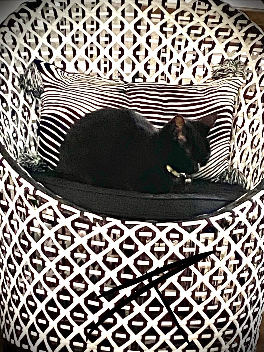 😻 When your cat matches your decor! 🖤🤍
Happy weekend, everyone, hope you have a good one ☺️
#Caturday 
(📸mine)