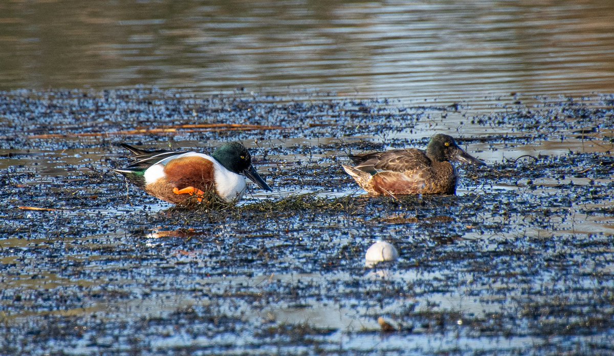 Lynne Thomas tweet media