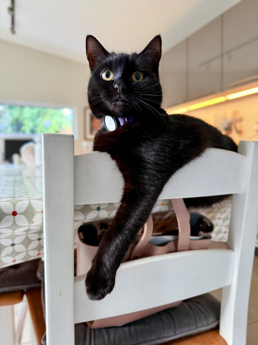 brendandonlon's tweet image. A busy week with work & storms, so all indoor imagery of #luna for #Caturday - including a brief clip of her current favourite toy. (When she's in a sufficiently benevolent mood she even "fetches” the flying discs back to us for more chasing...) #cat #blackcat #CatsofTwittter 🐈⬛