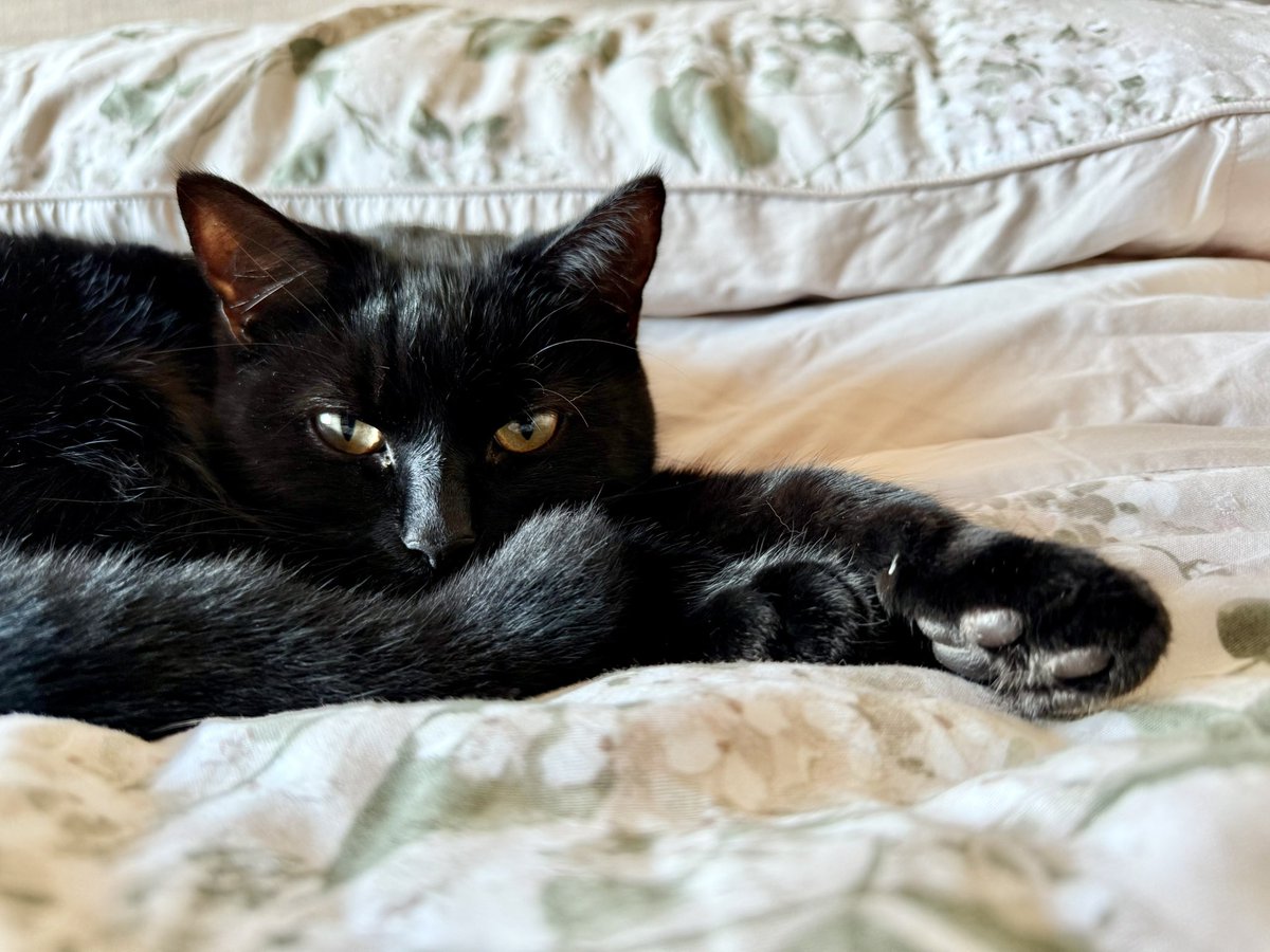 brendandonlon's tweet image. A busy week with work & storms, so all indoor imagery of #luna for #Caturday - including a brief clip of her current favourite toy. (When she's in a sufficiently benevolent mood she even "fetches” the flying discs back to us for more chasing...) #cat #blackcat #CatsofTwittter 🐈⬛