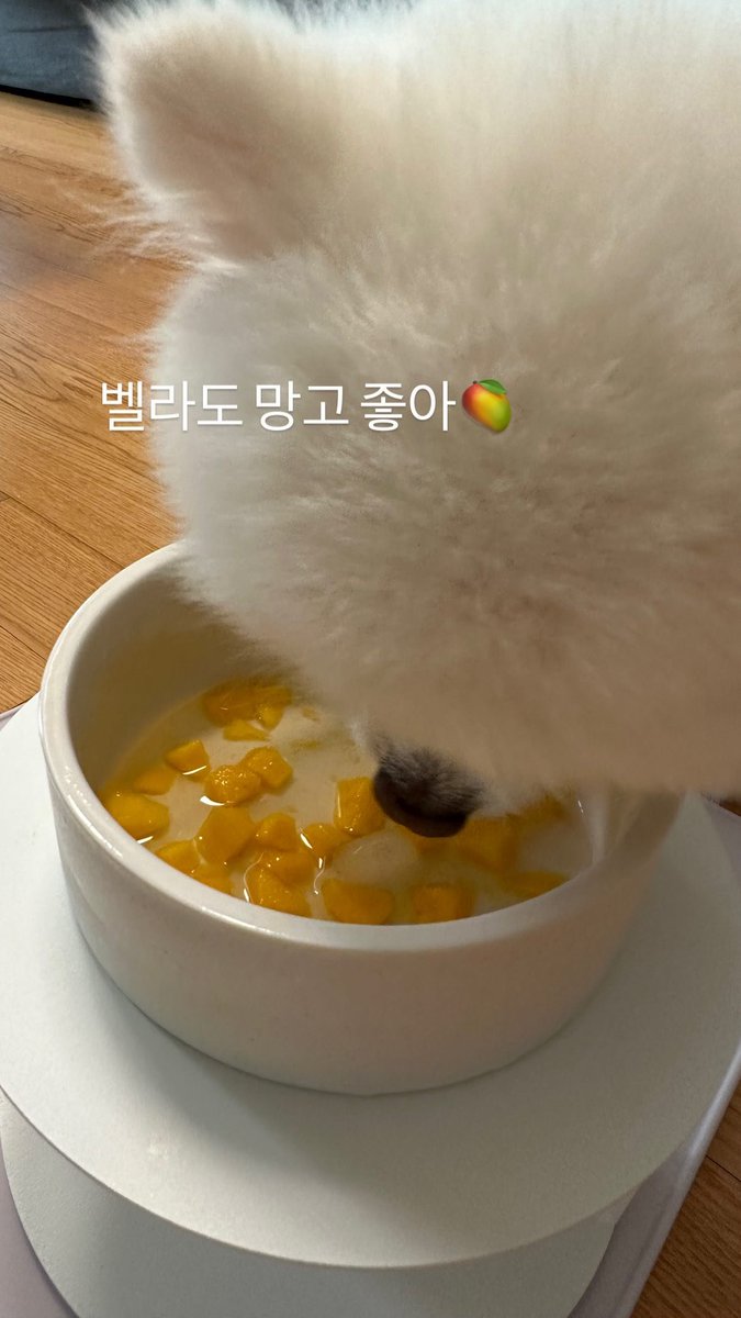 Oulia's tweet image. Bella likes mangoes too!