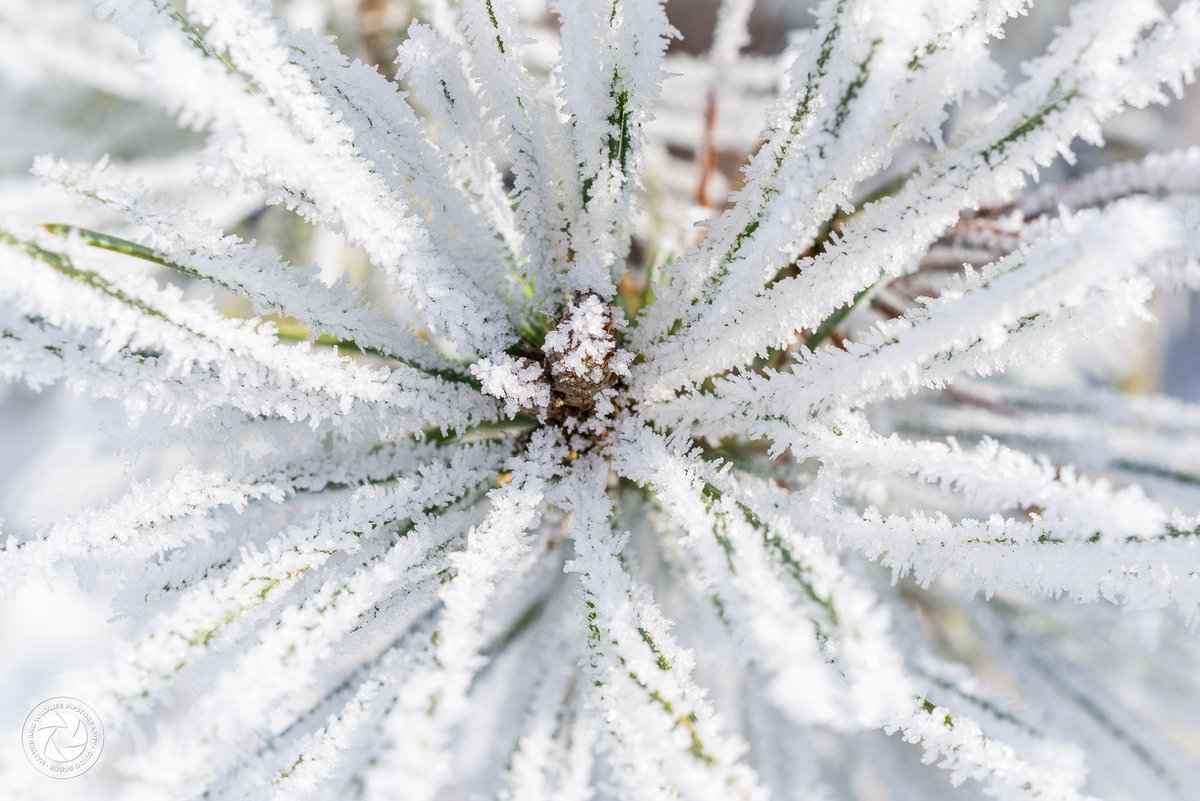 _naturewildlife's tweet image. Nature’s artistry in every detail ❄️ This frost-covered pine branch, captured in Norway, shows how winter turns the ordinary into extraordinary.

#WinterWonderland #MacroNature #FrozenDetails #NorwayViews #FrostPhotography