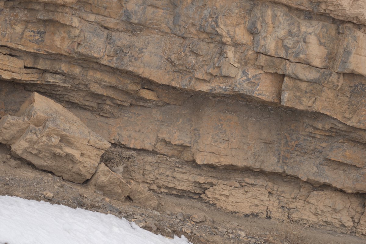 WithManish0's tweet photo. King of camouflage ...

#snowleopard #wildlifephotography #wildlife https://t.co/Ycvw0hdvVB