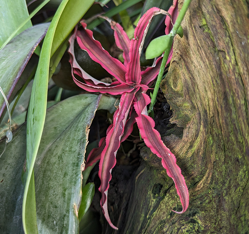 CernunnosF's tweet image. Cryptanthus bivittatus cernunnosfoundation.com/nature-picture… #crypts #crips #FlowersOnX
