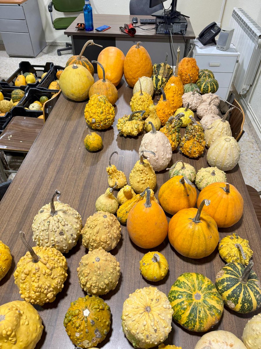 RJBOTANICO's tweet photo. Está mañana hemos hecho la recolección y selección de las semillas de calabaza que cultivaremos en 2025. Habrá que esperar a octubre para ver los resultados 🤗
📷: G. Torres https://t.co/ekg4bvE2pL